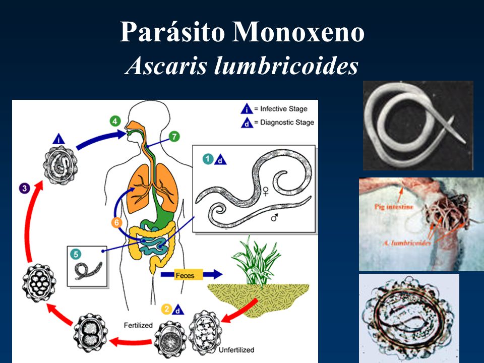 que es un parasito heteroxeno